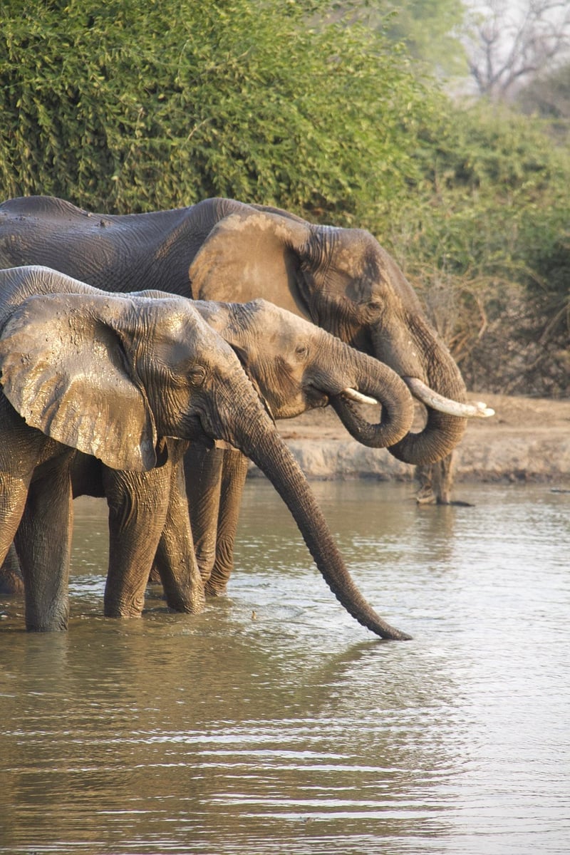 Safaris